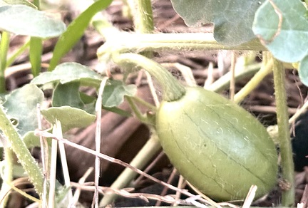 スイカの子ども