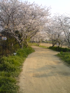 桜.jpgのサムネール画像